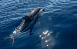 Des dauphins "bleus et blancs" au large de La Ciotat dans les Bouches-du-Rhône le 23 juin 2020