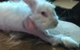 Photo non datée fournie par l'association de défense des droits des animaux One Voice montrant un lapin angora partiellement tondu dans un lieu inconnu