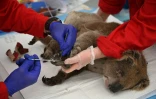 Un koala blessé traité pour des brûlures dans la réserve zoologique du Wildlife Park sur l'île Kangourou, le 14 janvier 2020