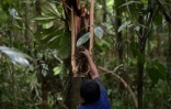 Une indigène Nukak récolte du miel dans un arbre abattu près de San José de Guaviare, le 7 novembre 2021 en Colombie