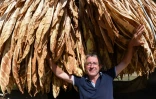 Le producteur de tabac Patrick Maury devant sa récolte, à Mazeyrolles, le 20 septembre 2019