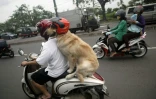 Un homme et son chien en scooter
