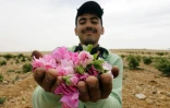 Collecte de roses de Damas à el-Mrah, près de la capitale syrienne, le 11 mai 2016