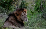 Un lion dans la réserve nationale du Masai Mara au Kenya, le 17 juillet 2020