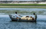 Deux hommes et des moutons en barque en amont du lac Assad, le long du fleuve Euphrate, le 25 juillet 2021 à Roumeila

