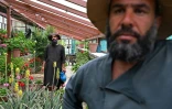 Des paysans afghans s'occupent de plants le 11 mai 2026 dans le district de Paghman, près de Kaboul, en Afghanistan