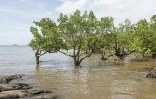 La mangrove sur la côte à Koungou, dans le nord-est de Grande-Terre, à Mayotte, le 1er mai 2023