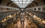 Des squelettes de dinosaures dans la galerie de paléontologie du Museum d'Histoire naturelle le 16 novembre 2017