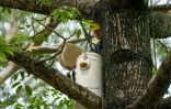 Installation d'un nichoir artificiel pour les cacatoès soufrés dans le parc Victoria du quartier de Causeway Bay, le 28 juillet 2025 à Hong Kong