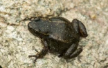 La grenouille de Mucuchies, à Mérida au Vénézuela le 28 avril 2022