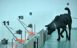 Un chien participe à un test de détection du cancer au laboratoire du centre Dognosis, le 28 juillet 2026 à Kempohalli, en périphérie de Bangalore, en Inde
