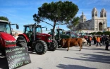 Des agriculteurs manifestent à Marseille, le 19 février 2024