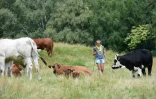 Vanessa Pduzzi avec ses vaches à Alpe Bedolo, sur la commune de Schignano, le 25 juin 2020 en Lombardie