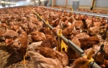Des poulets de Loué, nourris sans OGM, dans un élevage sarthois de Crannes-en-Champagne, le 3 février 2017