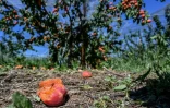 Des abricots détruits par la grêle dans un verger de la Roche-de-Glun, le 16 juin 2019 dans la Drôme