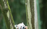 Le panda roux lors de l'inauguration de l'espace asiatique au zoo de Mulhouse le 15 juin 2016