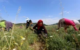 Des femmes arrachent les mauvaises herbes dans un champ de sauge à Dedaj, en Albanie, en juin 2021