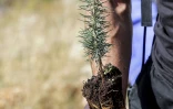 Un jeune cèdre prêt à être replanté, le 18 novembre 2018 dans la forêt de Tannourine, au Liban
