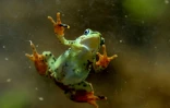 Une grenouille Epipedobates tricolor, au Centre Jambatu de recherche et conservation des amphibiens, à San Rafael, au sud-est de Quito en Equateur, le 4 juillet 2017