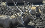 Des cerfs du Père David dans un parc animalier de la banlieue de Pékin, le 12 octobre 2021 en Chine