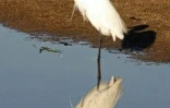 Parc Kruger (Afrique du Sud)