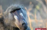 Parc Kruger (Afrique du Sud)