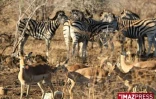 Parc Kruger (Afrique du Sud)