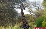 Parc Kruger (Afrique du Sud)