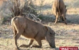 Parc Kruger (Afrique du Sud)