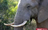 Parc Kruger (Afrique du Sud)