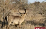 Parc Kruger (Afrique du Sud)