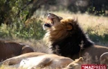Parc Kruger (Afrique du Sud)