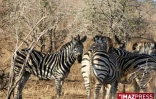 Parc Kruger (Afrique du Sud)