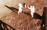Les astronautes Neil Armstrong et "Buzz" Aldrin plantent le drapeau américain sur le sol de la lune, le 20 juillet 1969