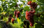 Des grappes de raisin sur le domaine Lindicke, à Werder dans le nord de l'Allemagne, le 9 septembre 2025 
