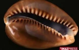 Coquillage de La Réunion