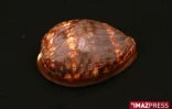 Coquillage de La Réunion