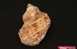 Coquillage de La Réunion