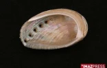 Coquillage de La Réunion