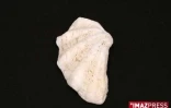 Coquillage de La Réunion