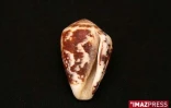 Coquillage de La Réunion