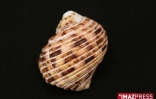 Coquillage de La Réunion