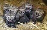 Six petits guépards en captivité au Burgers' zoo de Arnhem, aux Pays-Bas, le 30 septembre 2016