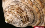 Coquillage de La Réunion