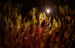 Des plants de rhubarbe forcée poussent dans une obscurité quasi totale, sous abri, dans la ferme de Robert Tomlinson à Pudsey, dans le nord de l'Angleterre, le 13 janvier 2022