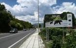 Un panneau de signalisation "Nous vivons ensemble, réduisez votre vitesse" indique un passage d'ours le long d'une route près de Kastoria, dans le nord-ouest de la Grèce, le 22 juin 2026