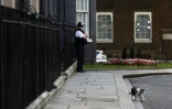 Larry, le chat du 10 Downing Street, résidence du Premier ministre britannique, à Londres le 24 juin 2016