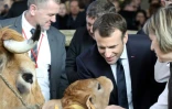 Le président Emmanuel Macron visite le Salon de l'agriculture, le 24 février 2019 à la Porte de Versailles, à Paris