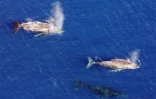 Baleines au large de Saint-Leu côte ouest de la Réunion (Photo Leprince/Imaz Pres Réunion)