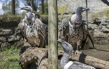 Des vautours de Ruppels, en danger critique d'extinction, se chauffent au soleil matinal, au Naivasha Raptor Centre, le 17 avril 2024 au Kenya